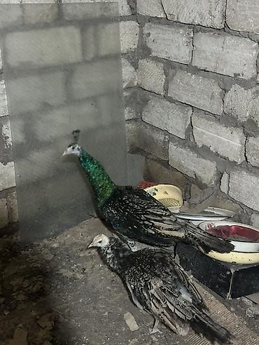 Məhsul: Tovuz quşları qaraqanad ve hindistan Təsvir: Quşlar 8-11 - şəkil 4