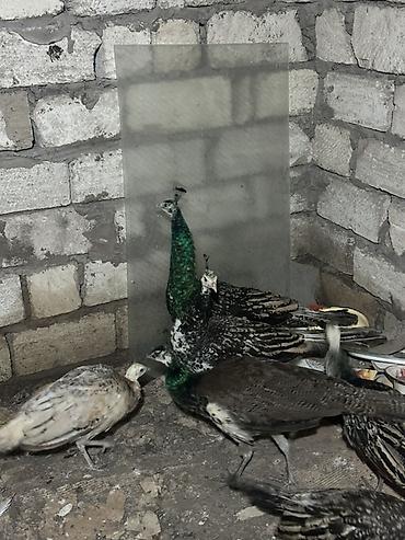 Məhsul: Tovuz quşları qaraqanad ve hindistan Təsvir: Quşlar 8-11 - şəkil 5