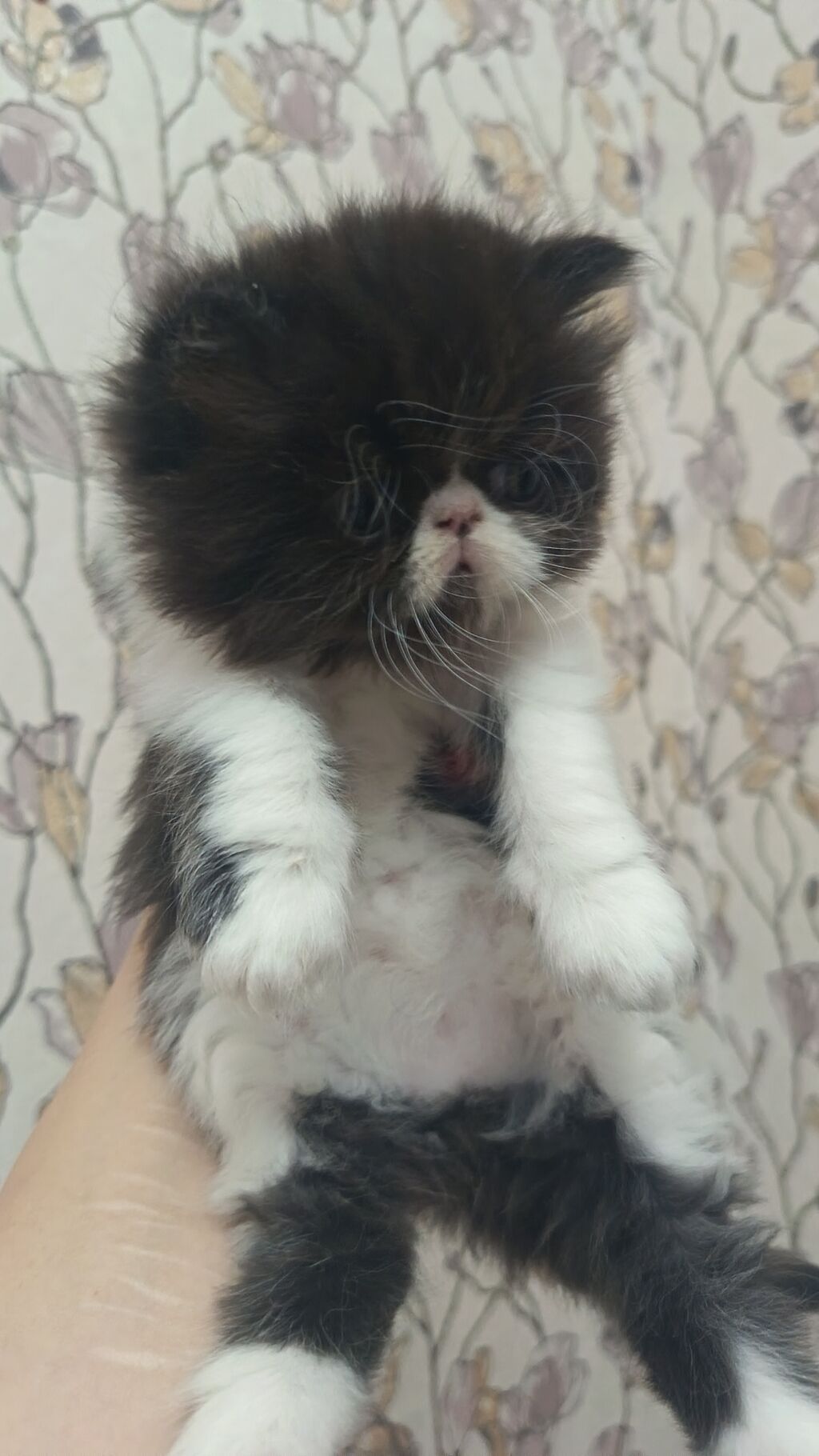 Ekzot, Erkək, Dişi, Ünvandan götürmə, Ödənişli çatdırılma