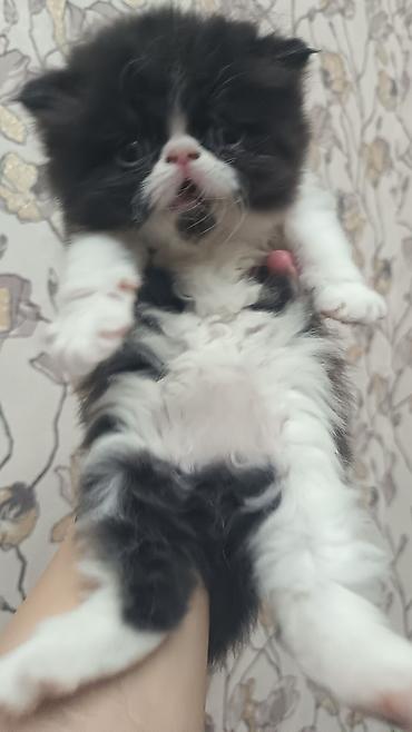 Ekzot, Erkək, Dişi, Ünvandan götürmə, Ödənişli çatdırılma - şəkil 2