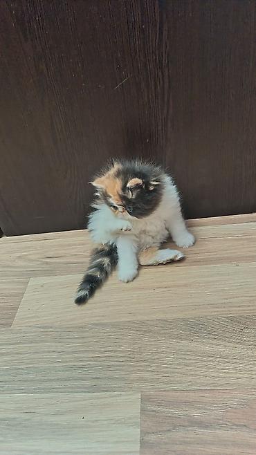 Ekzot, Erkək, Dişi, Ünvandan götürmə, Ödənişli çatdırılma - şəkil 3