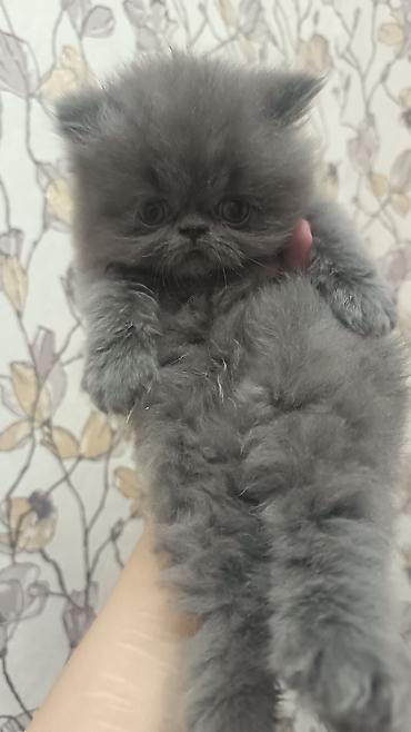 Ekzot, Erkək, Dişi, Ünvandan götürmə, Ödənişli çatdırılma - şəkil 5