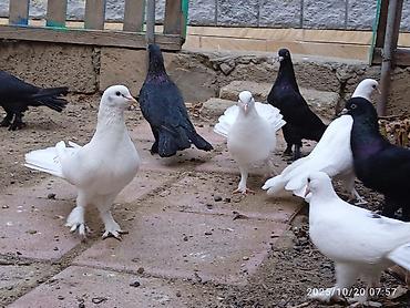 Aq ve qara cox quyruqlar.topdan satiram hamisini - şəkil 2