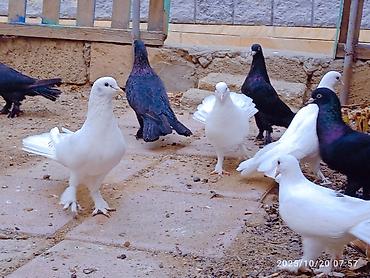 Aq ve qara cox quyruqlar.topdan satiram hamisini - şəkil 3