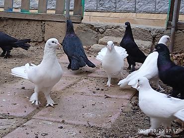 Aq ve qara cox quyruqlar.topdan satiram hamisini - şəkil 5