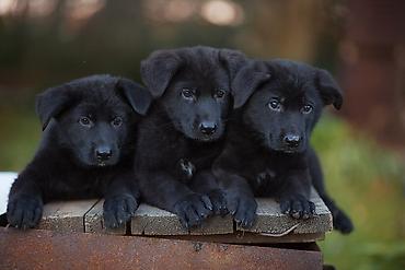 Alman çoban iti, 2 ay, Peyvəndli, Ünvandan götürmə - şəkil 2