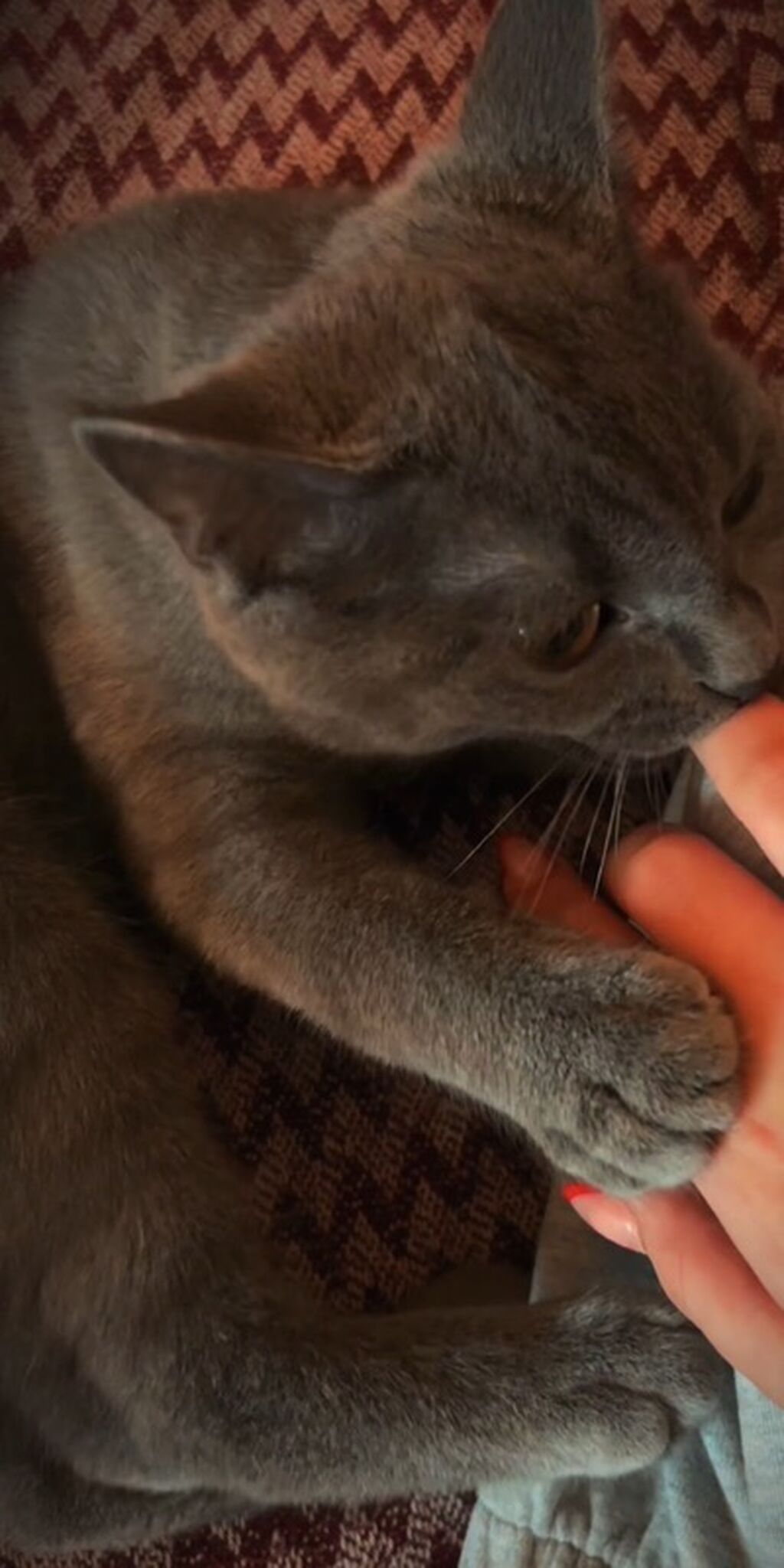 Rus mavi, Erkək, Yaxşı əllərə, Pulsuz çatdırılma