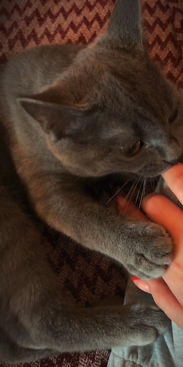 Rus mavi, Erkək, Yaxşı əllərə, Pulsuz çatdırılma - şəkil 2