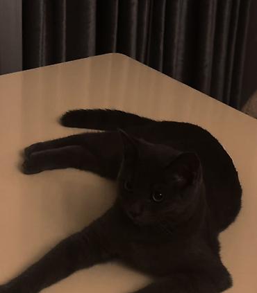 Rus mavi, Erkək, Yaxşı əllərə, Pulsuz çatdırılma - şəkil 3