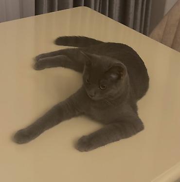 Rus mavi, Erkək, Yaxşı əllərə, Pulsuz çatdırılma - şəkil 4