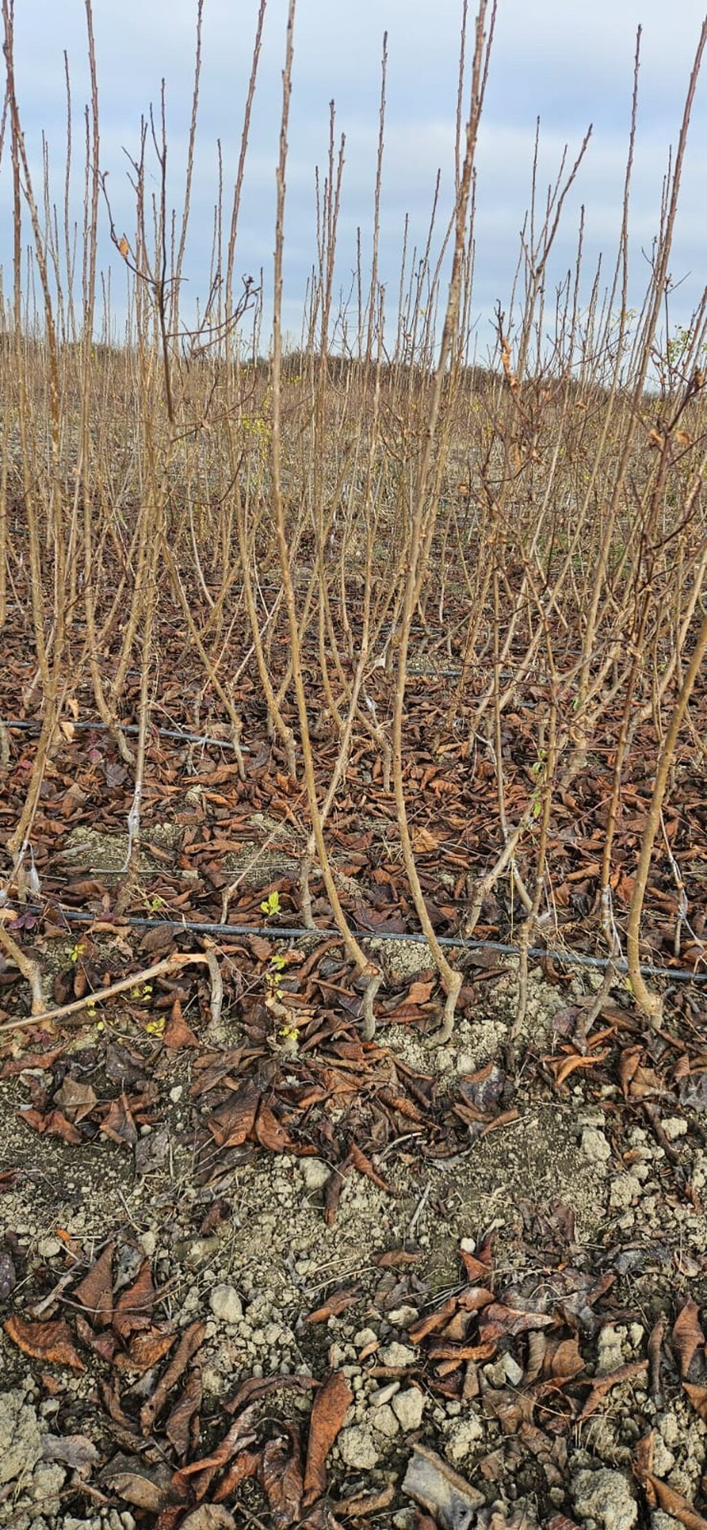 GİLAS TİNGLƏRİ SATILIR 📍 Şabran rayonu Ərkən sortlar mövcuddur: ✅