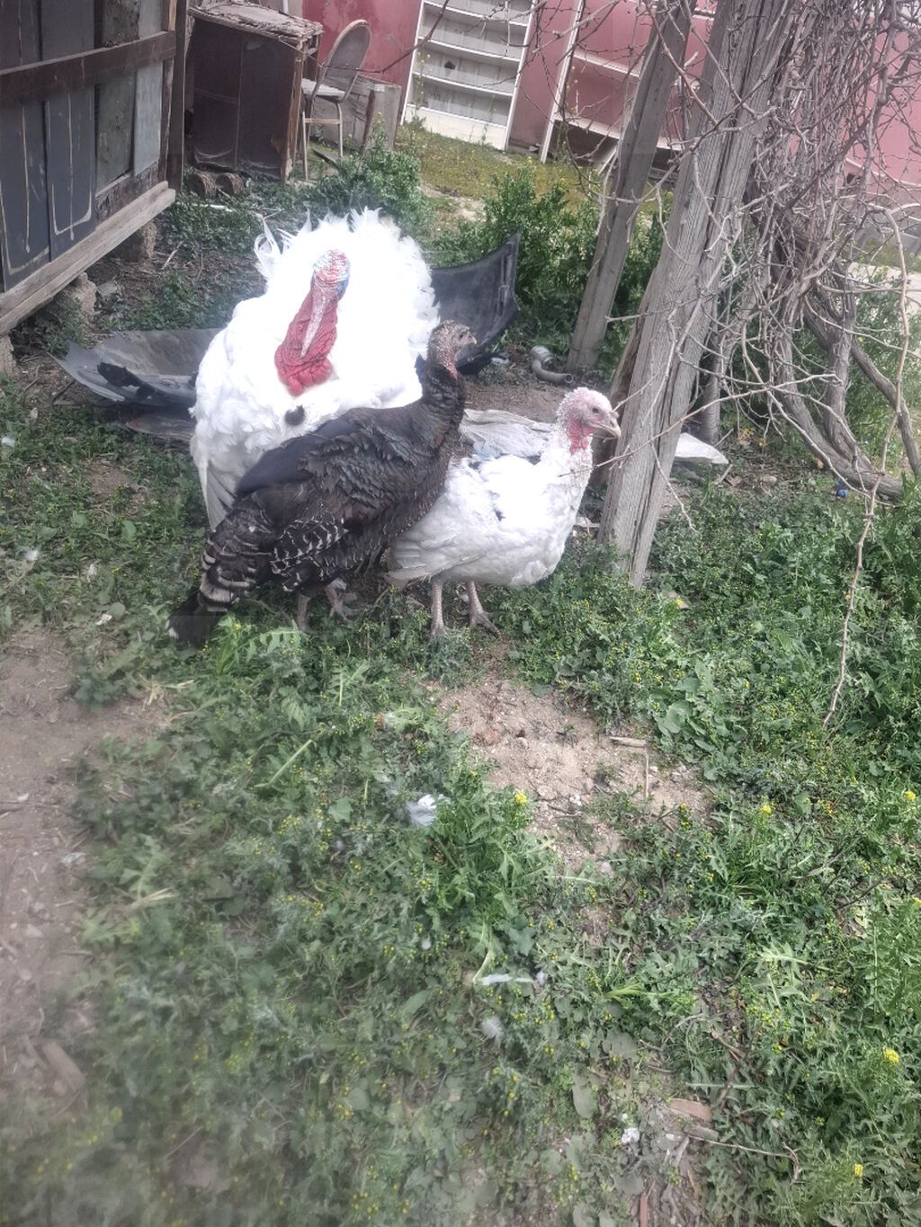 Biq6 amerikan bronzun qarisigi erkek 22 23 kilo arasidi ferenin biri