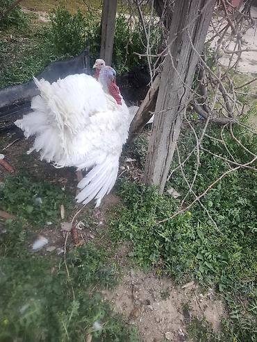 Biq6 amerikan bronzun qarisigi erkek 22 23 kilo arasidi ferenin biri - şəkil 3