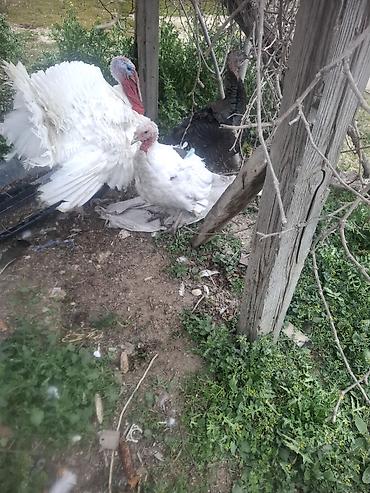 Biq6 amerikan bronzun qarisigi erkek 22 23 kilo arasidi ferenin biri - şəkil 4