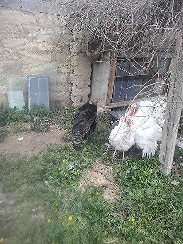 Biq6 amerikan bronzun qarisigi erkek 22 23 kilo arasidi ferenin biri - şəkil 5