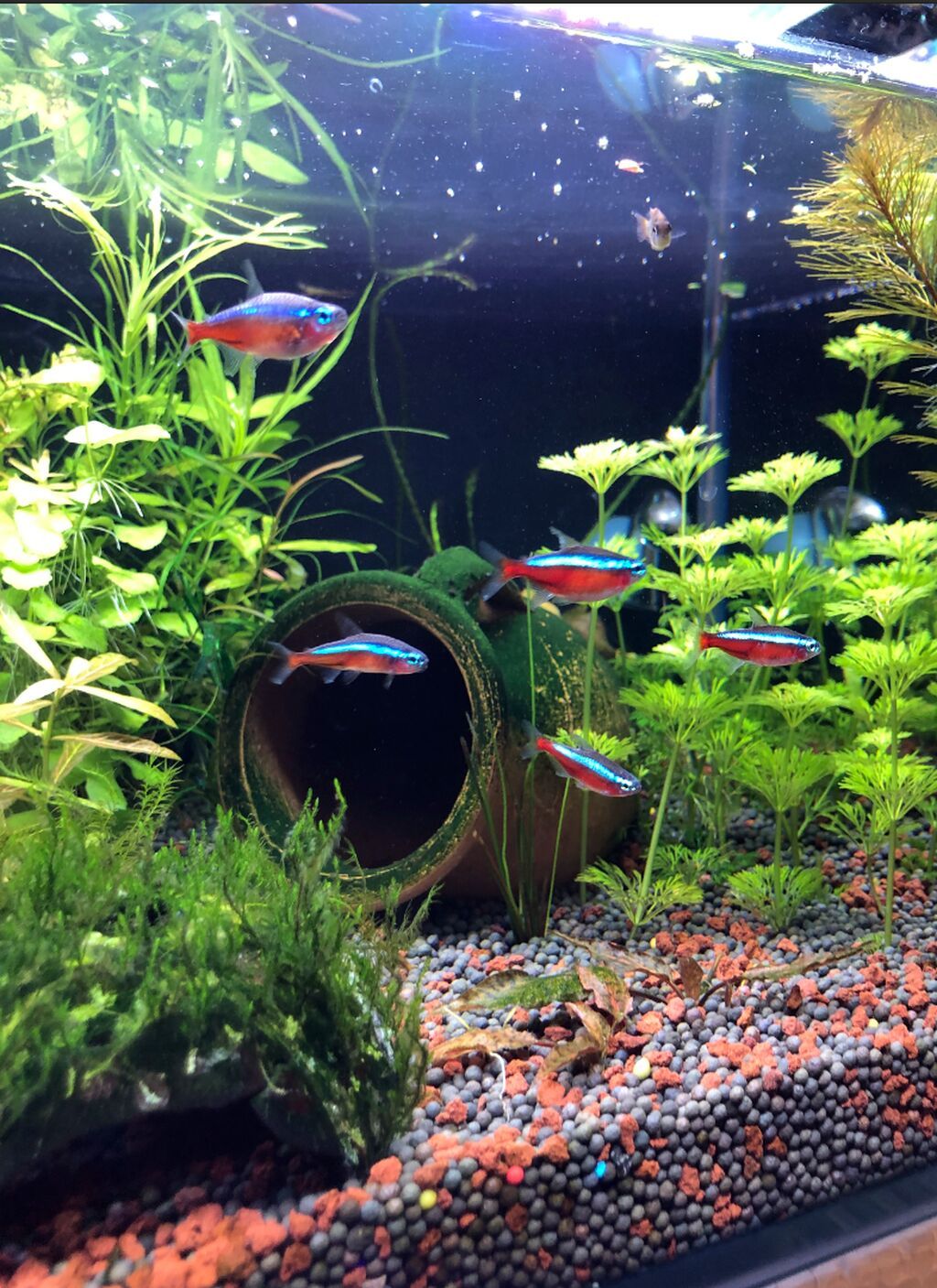 Kardinal Tetra (Paracheirodon axelrodi) satıram. Vəziyyəti: Tam