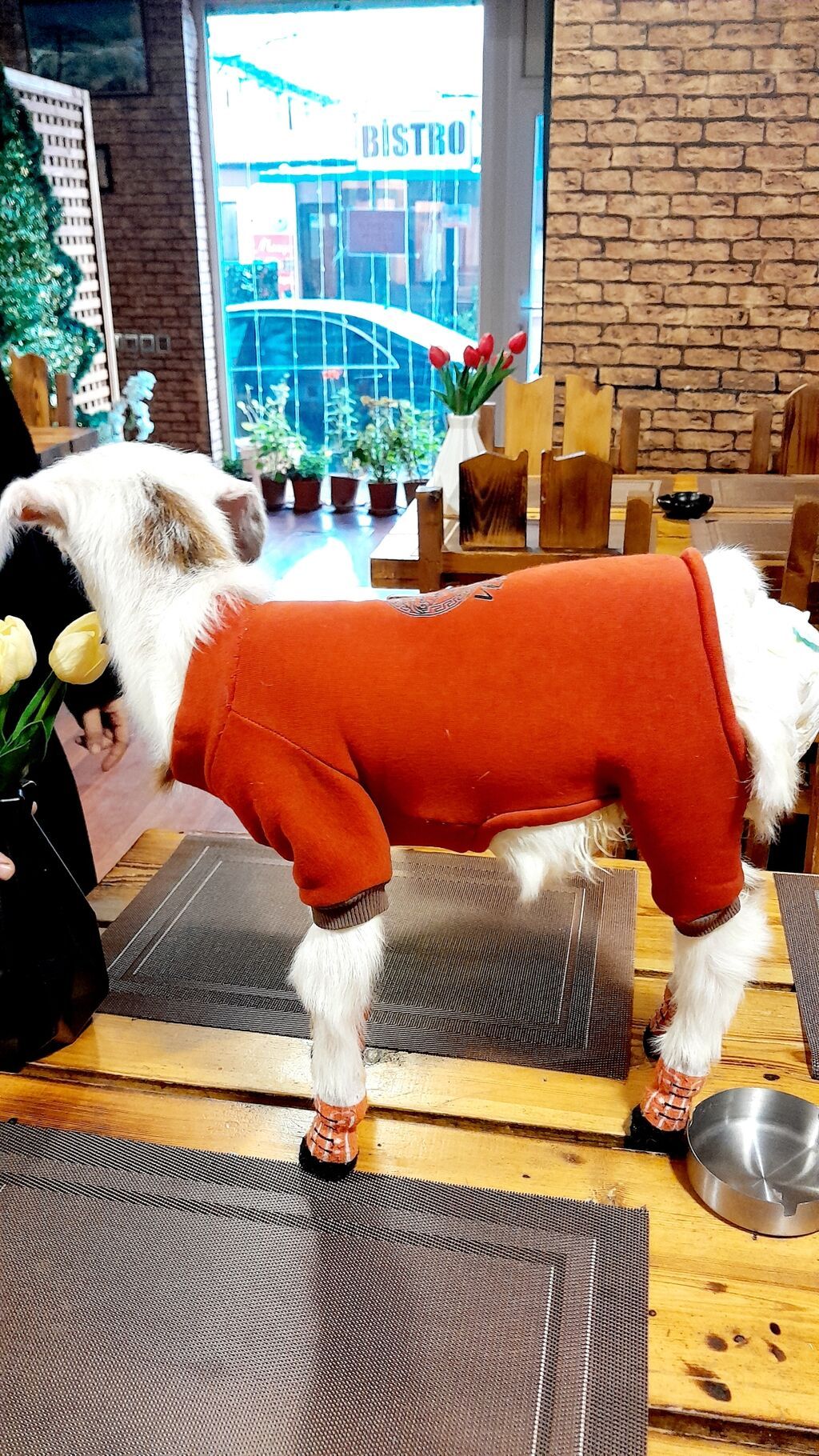 Böyümeyen kardi sortudur.Bir buynuzu qara biri ağ