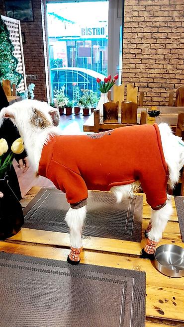 Böyümeyen kardi sortudur.Bir buynuzu qara biri ağ - şəkil 2