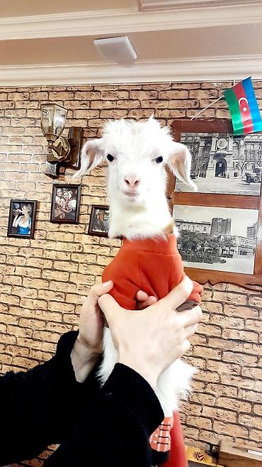 Böyümeyen kardi sortudur.Bir buynuzu qara biri ağ - şəkil 3