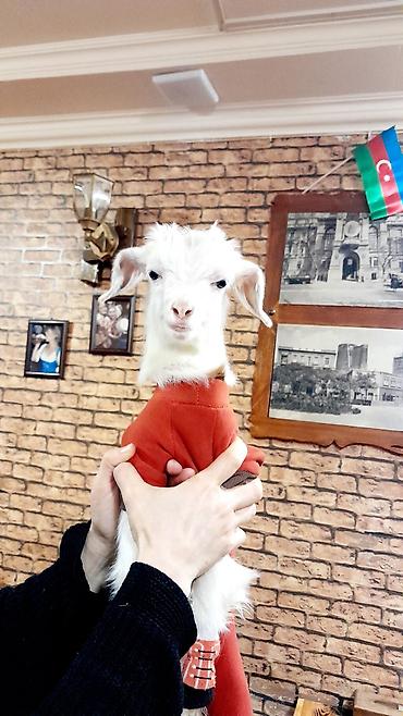 Böyümeyen kardi sortudur.Bir buynuzu qara biri ağ - şəkil 4