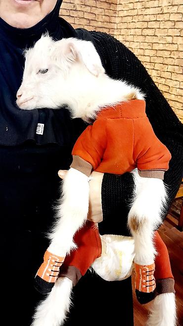 Böyümeyen kardi sortudur.Bir buynuzu qara biri ağ - şəkil 5