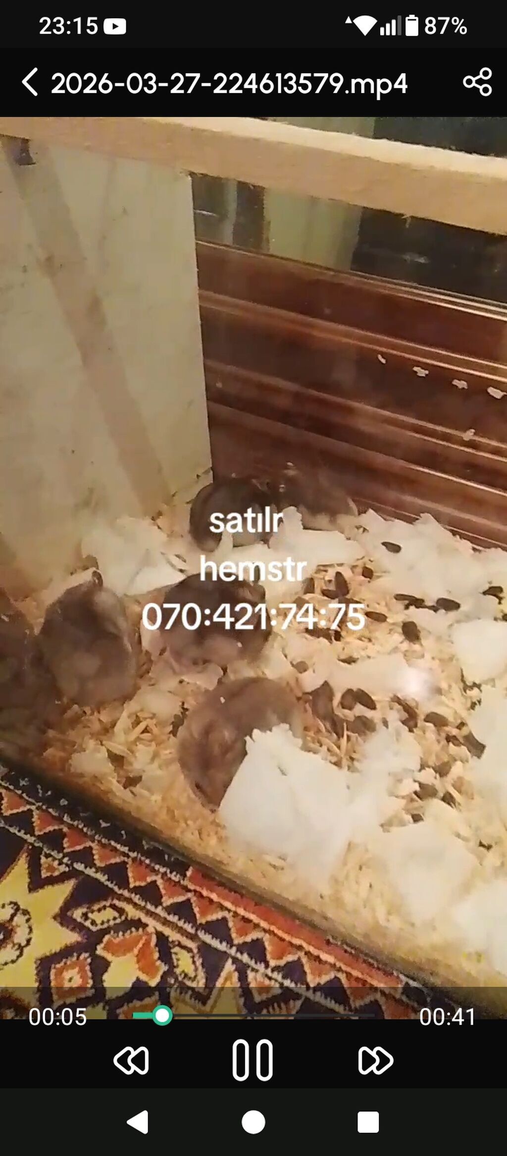 Hemsterlər – evdə bəsləmək üçün kiçik və mehriban gəmiricilər - Növ