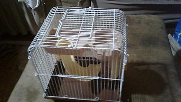 Shekilleri cevirin Xamyak ucun qefes satilir qiymeti 25 azn svinka - şəkil 2