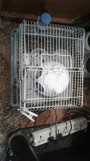 Shekilleri cevirin Xamyak ucun qefes satilir qiymeti 25 azn svinka - şəkil 3