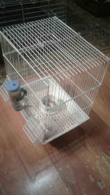 Shekilleri cevirin Xamyak ucun qefes satilir qiymeti 25 azn svinka - şəkil 5