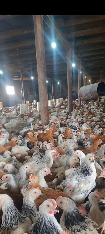 Toyuq, Damazlıq - şəkil 3