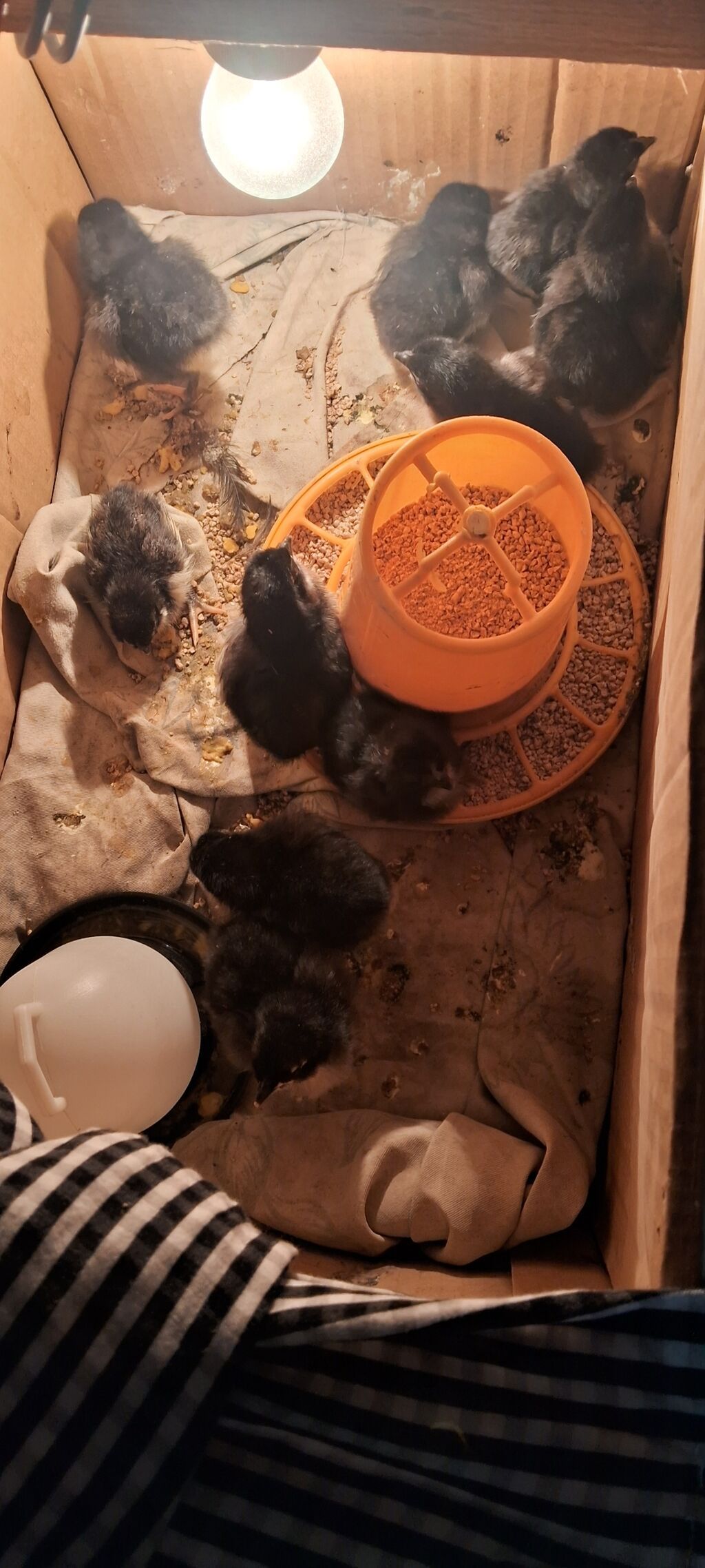 Toyuq cücələri, Damazlıq, Ünvandan götürmə, Ödənişli çatdırılma