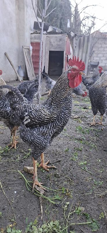 Təmiz qan,Türkiyədən gəlmə Xarkov xoruzları(damazlıq).Xoruzlar 11 - şəkil 2