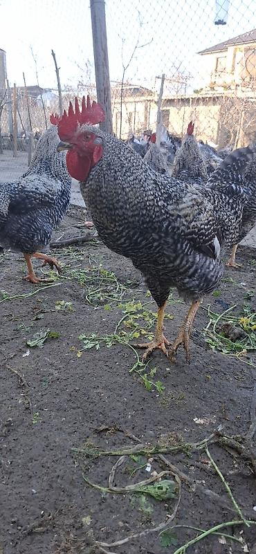 Təmiz qan,Türkiyədən gəlmə Xarkov xoruzları(damazlıq).Xoruzlar 11 - şəkil 3