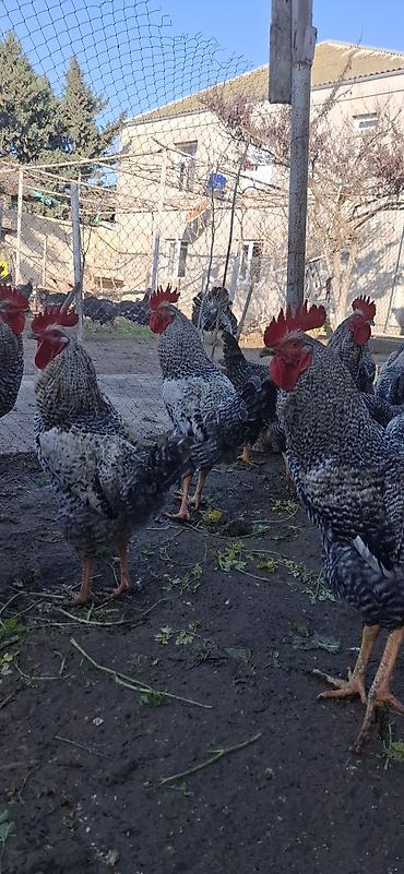 Təmiz qan,Türkiyədən gəlmə Xarkov xoruzları(damazlıq).Xoruzlar 11 - şəkil 4