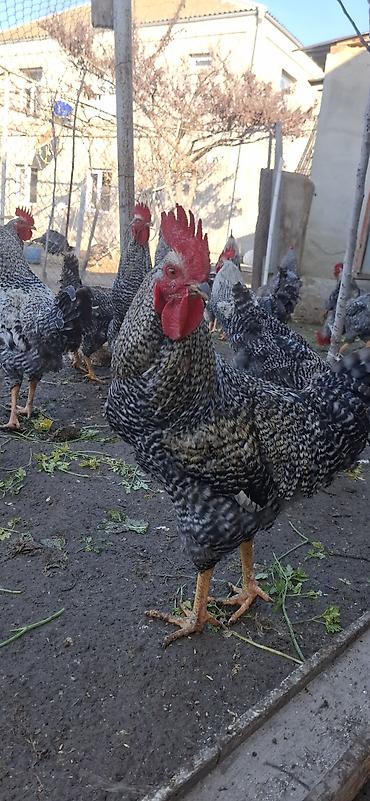 Təmiz qan,Türkiyədən gəlmə Xarkov xoruzları(damazlıq).Xoruzlar 11 - şəkil 5