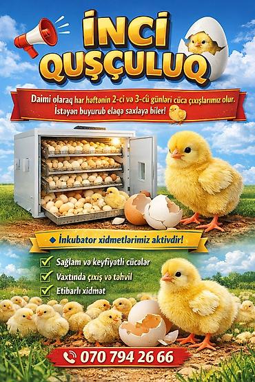 İnci Quşçuluq – inkubator və cücə çıxarışı xidməti - Həftənin 2-ci və - şəkil 2