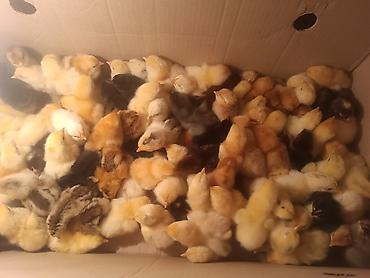 İnci Quşçuluq – inkubator və cücə çıxarışı xidməti - Həftənin 2-ci və - şəkil 3