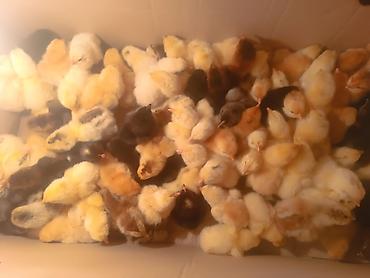 İnci Quşçuluq – inkubator və cücə çıxarışı xidməti - Həftənin 2-ci və - şəkil 4