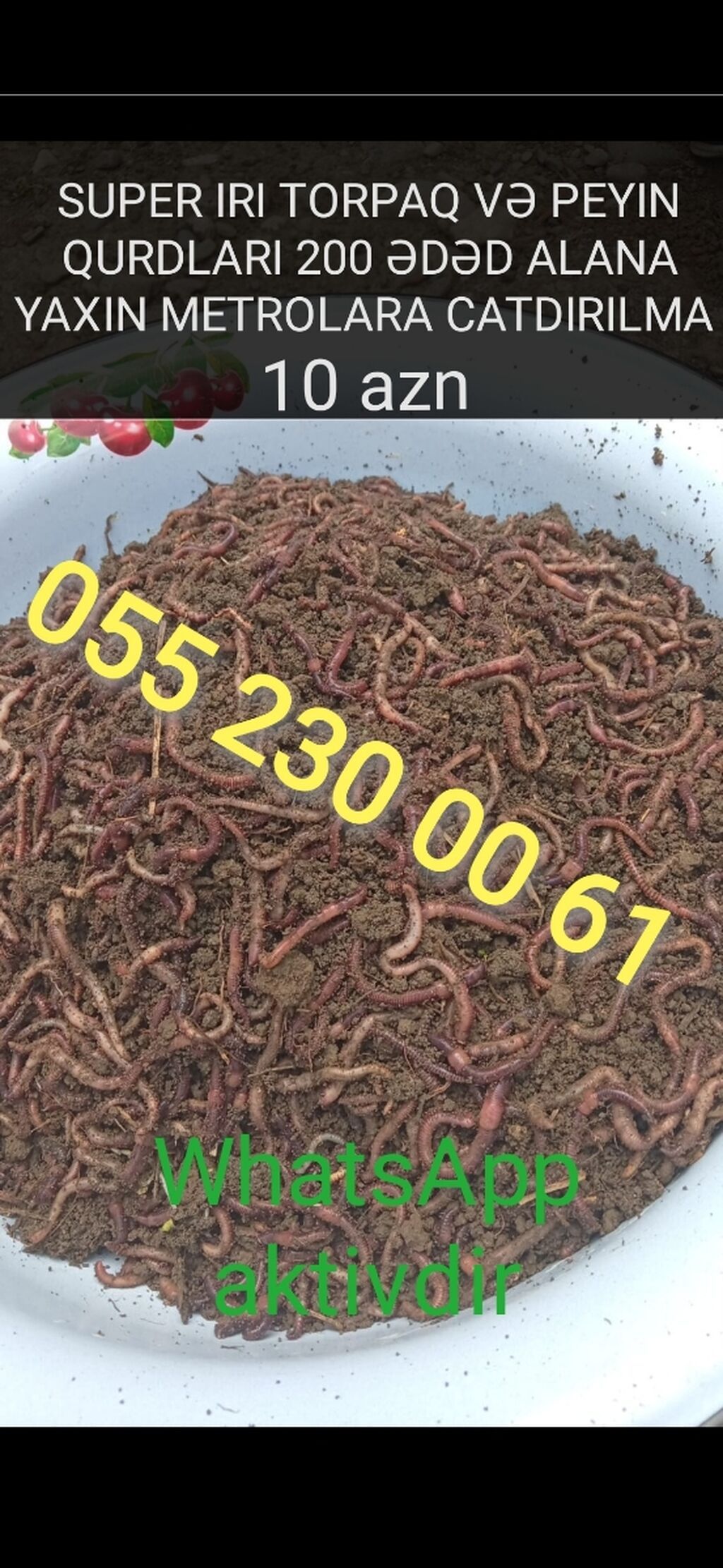 Super iri torpaq və peyin qurdları 200 ədəd alana yaxın metrolara