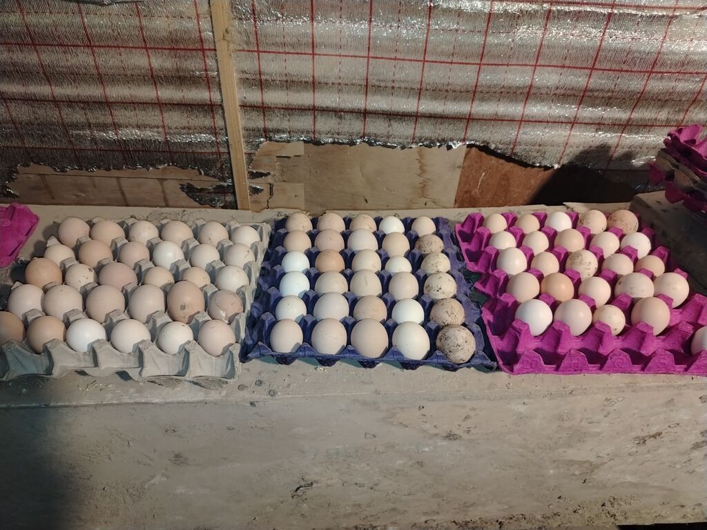 Xarkov toyuqların çüçə və yumurta satışı olur yumurta 80 qəpik çüçəsi
