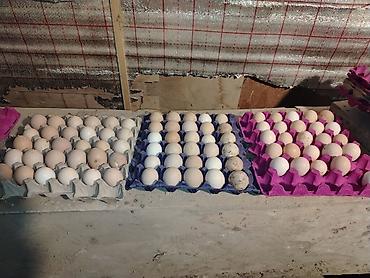 Xarkov toyuqların çüçə və yumurta satışı olur yumurta 80 qəpik çüçəsi - şəkil 2