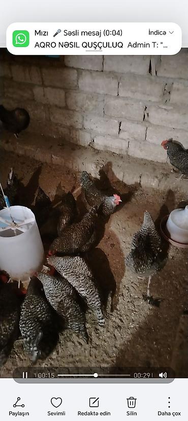 Xarkov toyuqların çüçə və yumurta satışı olur yumurta 80 qəpik çüçəsi - şəkil 4