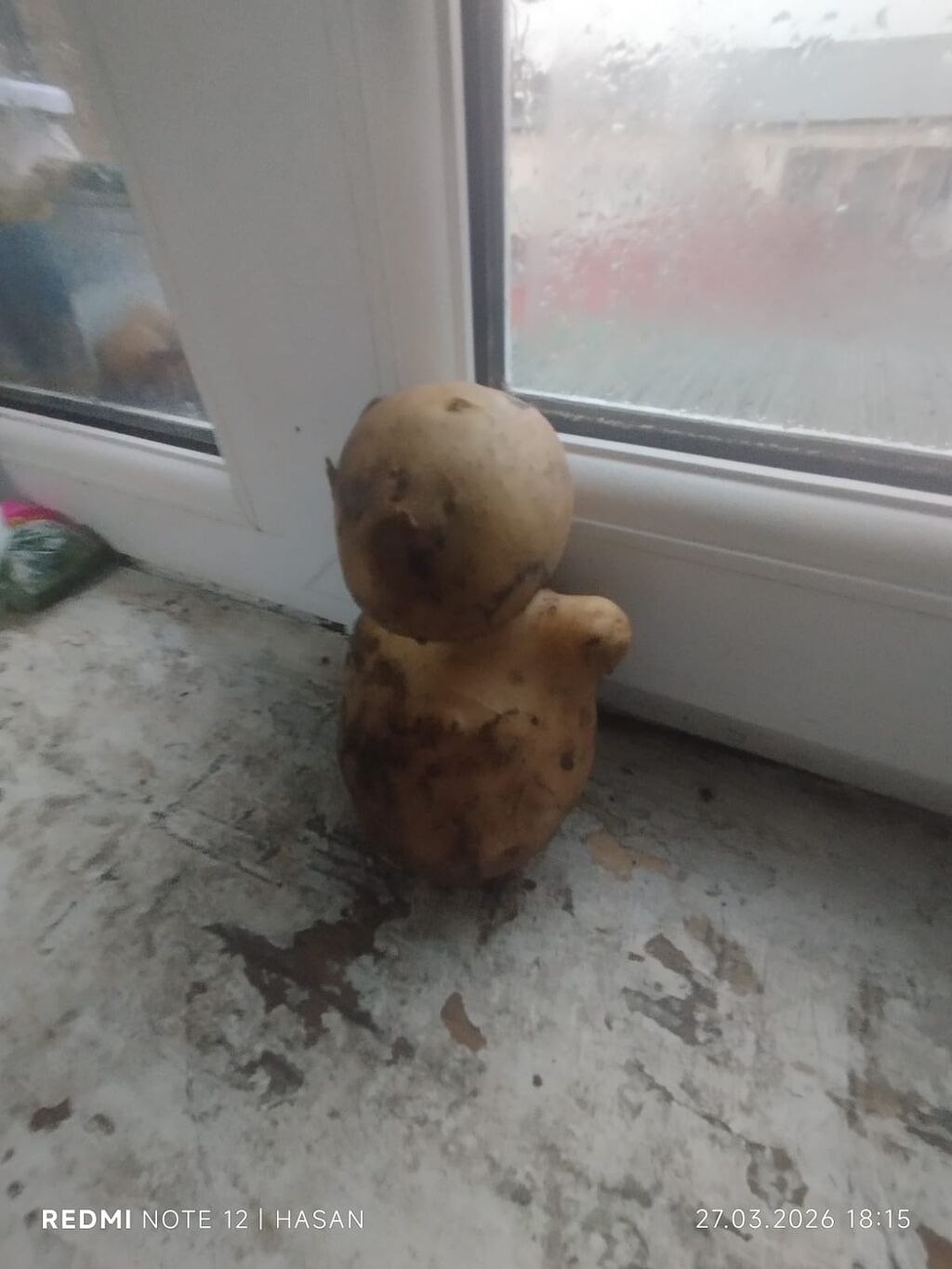 Salam Herkese.Bu Mocuzevi kartofun Adı Şəpi-dir.Bele sade gorunmeyine