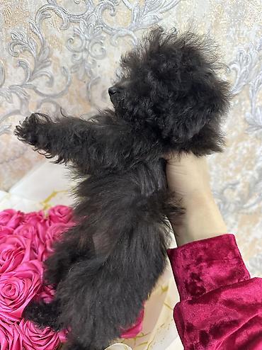 Pudel, 3 ay, Erkek, Sənədli, Ünvandan götürmə - şəkil 2