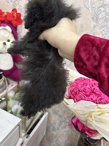 Pudel, 3 ay, Erkek, Sənədli, Ünvandan götürmə - şəkil 4