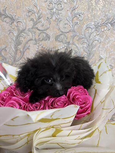 Pudel, 3 ay, Erkek, Sənədli, Ünvandan götürmə - şəkil 5