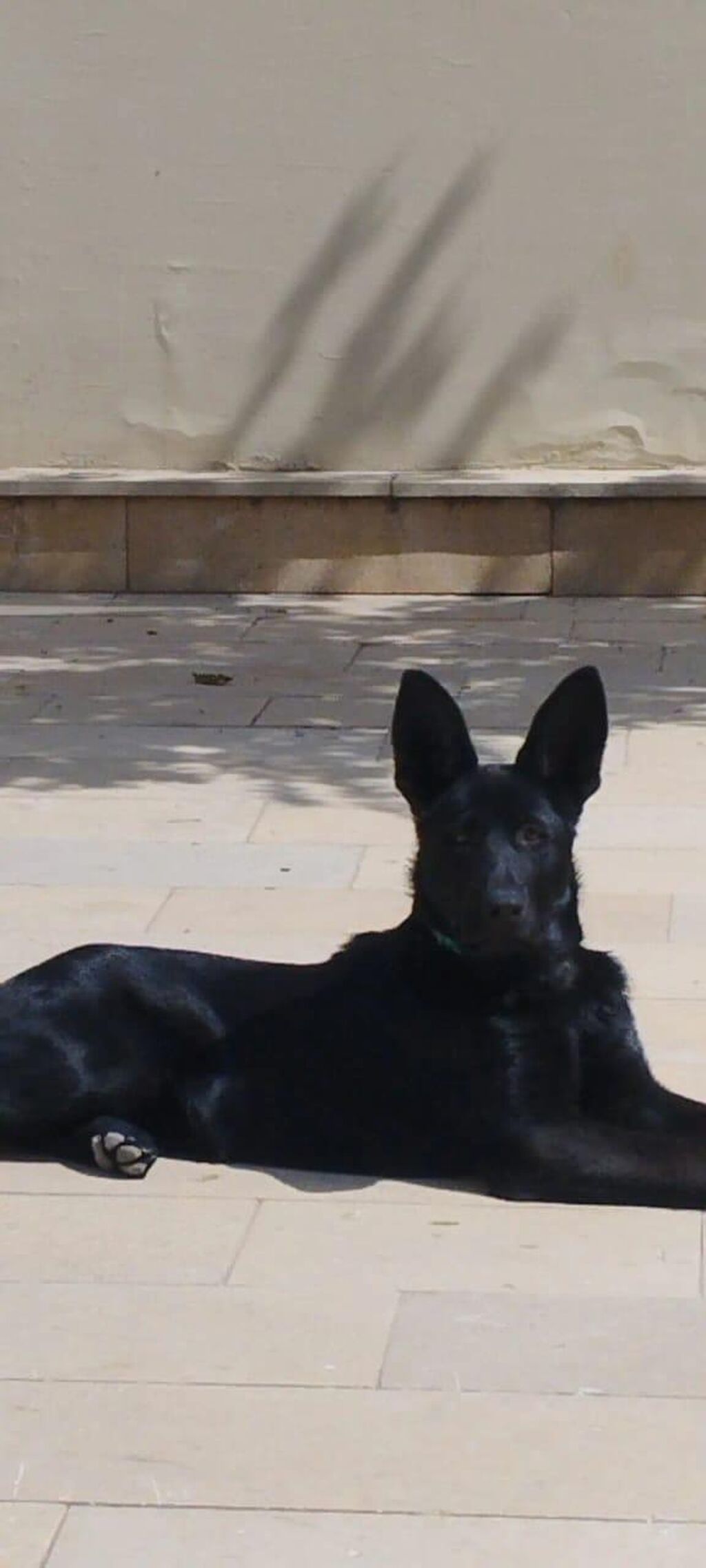 Alman çoban iti, Peyvəndli