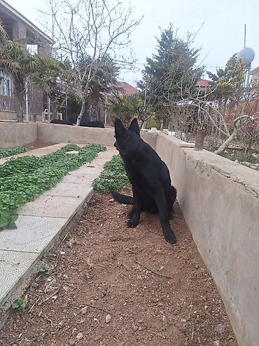 Alman çoban iti, Peyvəndli - şəkil 3