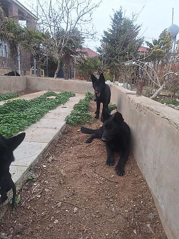 Alman çoban iti, Peyvəndli - şəkil 4