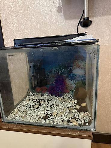 Dördbucaq akvarium, Boş, 42 l - şəkil 3